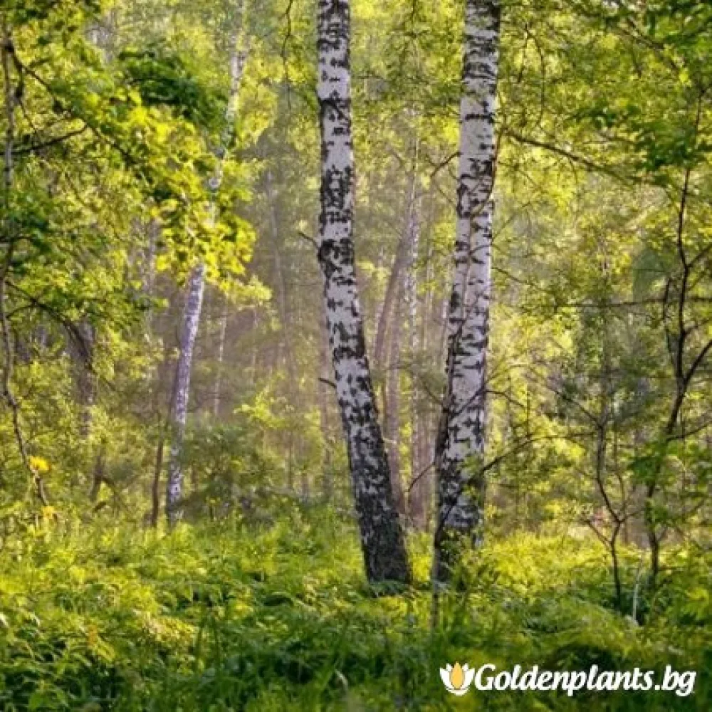 Бреза - 100-120см. · за зелен двор