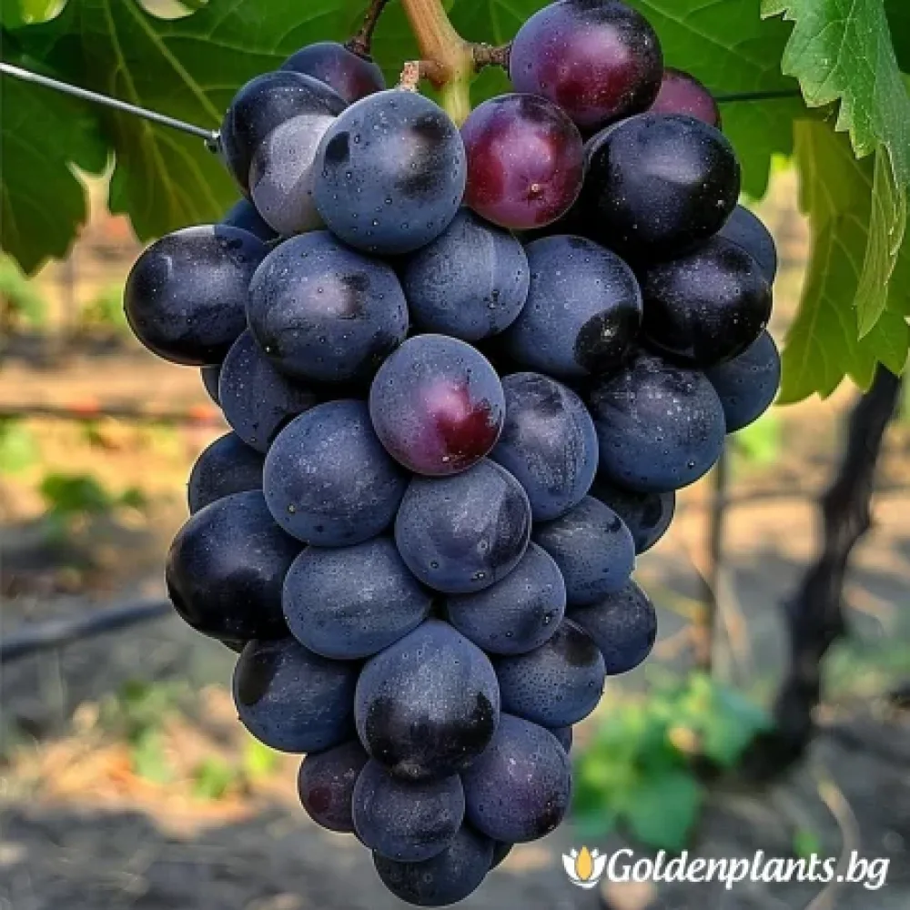 Лоза сорт Тангра - безсеменен десертен сорт грозде - Късно зреещ, черен, едър · лоза за собствен грозд