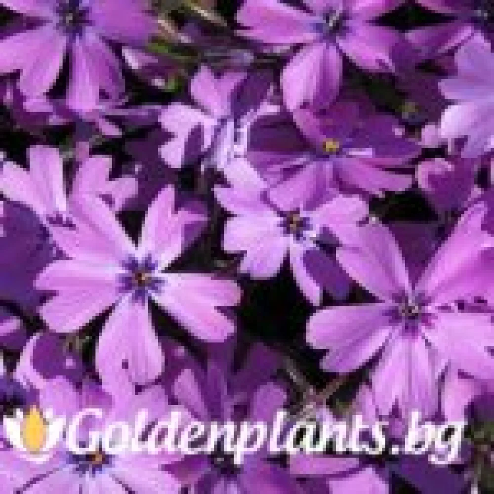 Алпийски Флокс Purple Beauty · растение за двора
