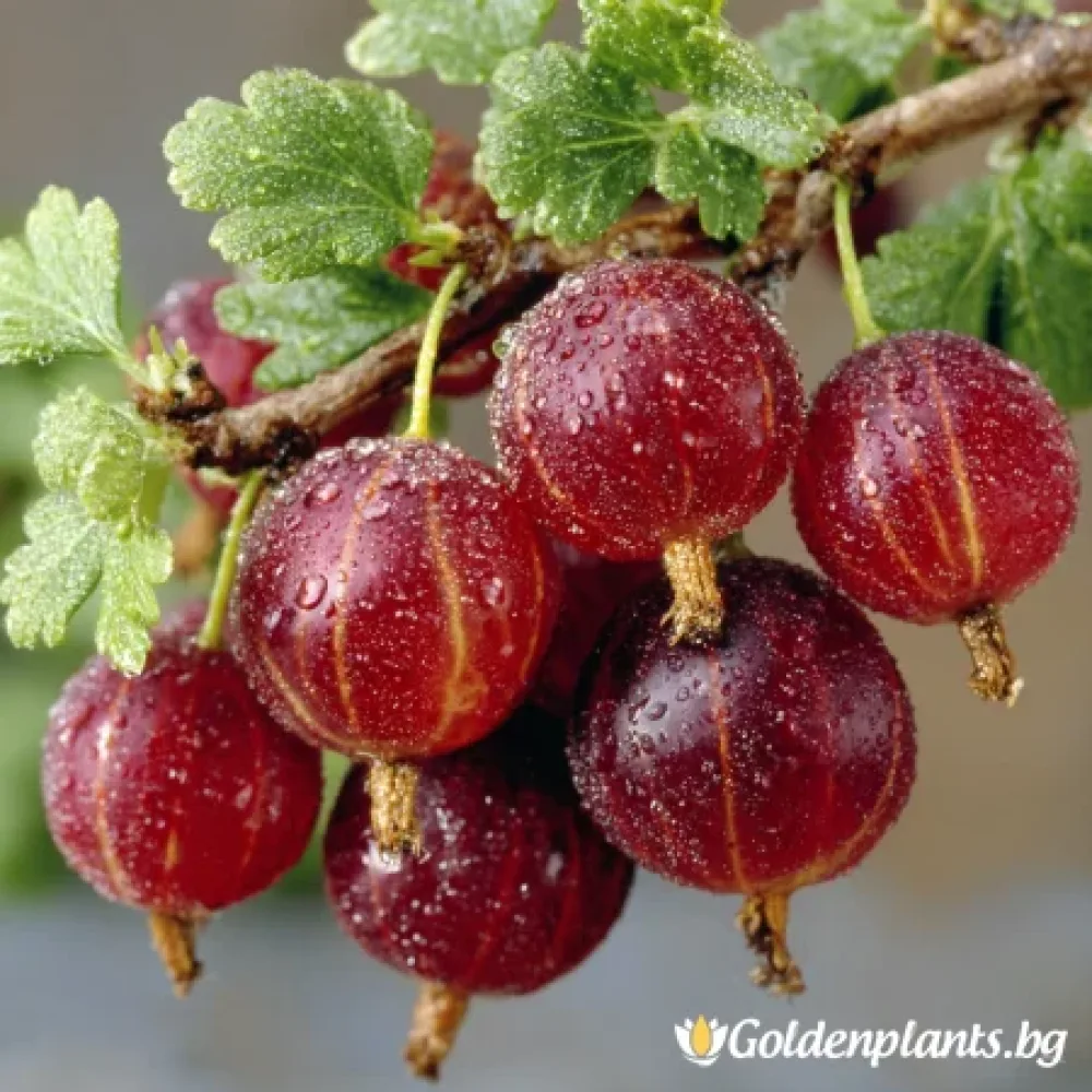 Цариградско грозде ‘Каменар’