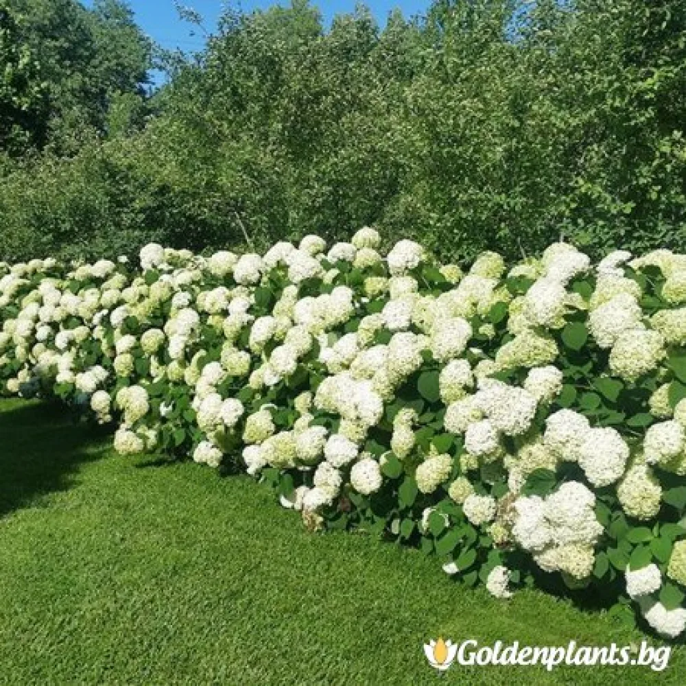 Хортензия бяла · за зелен двор