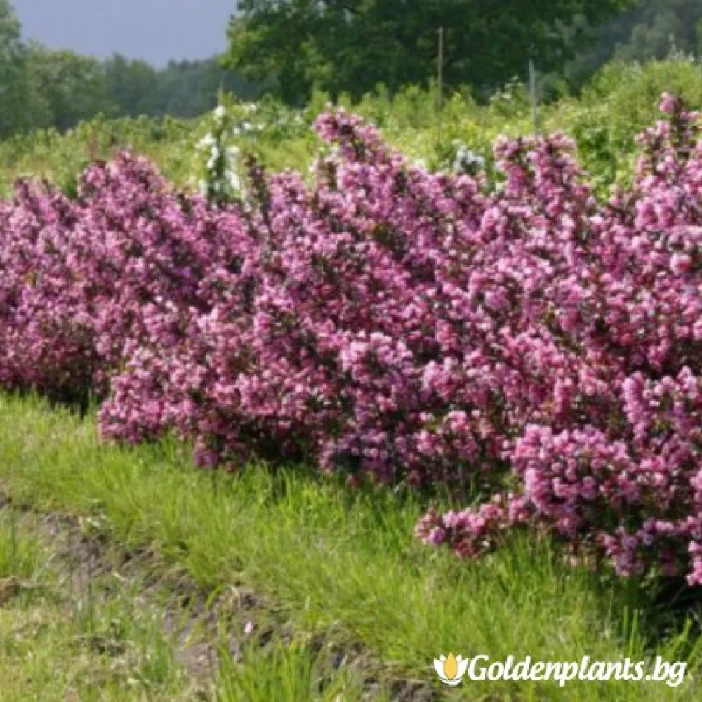Вайгела florida Purpurea · за зелен двор