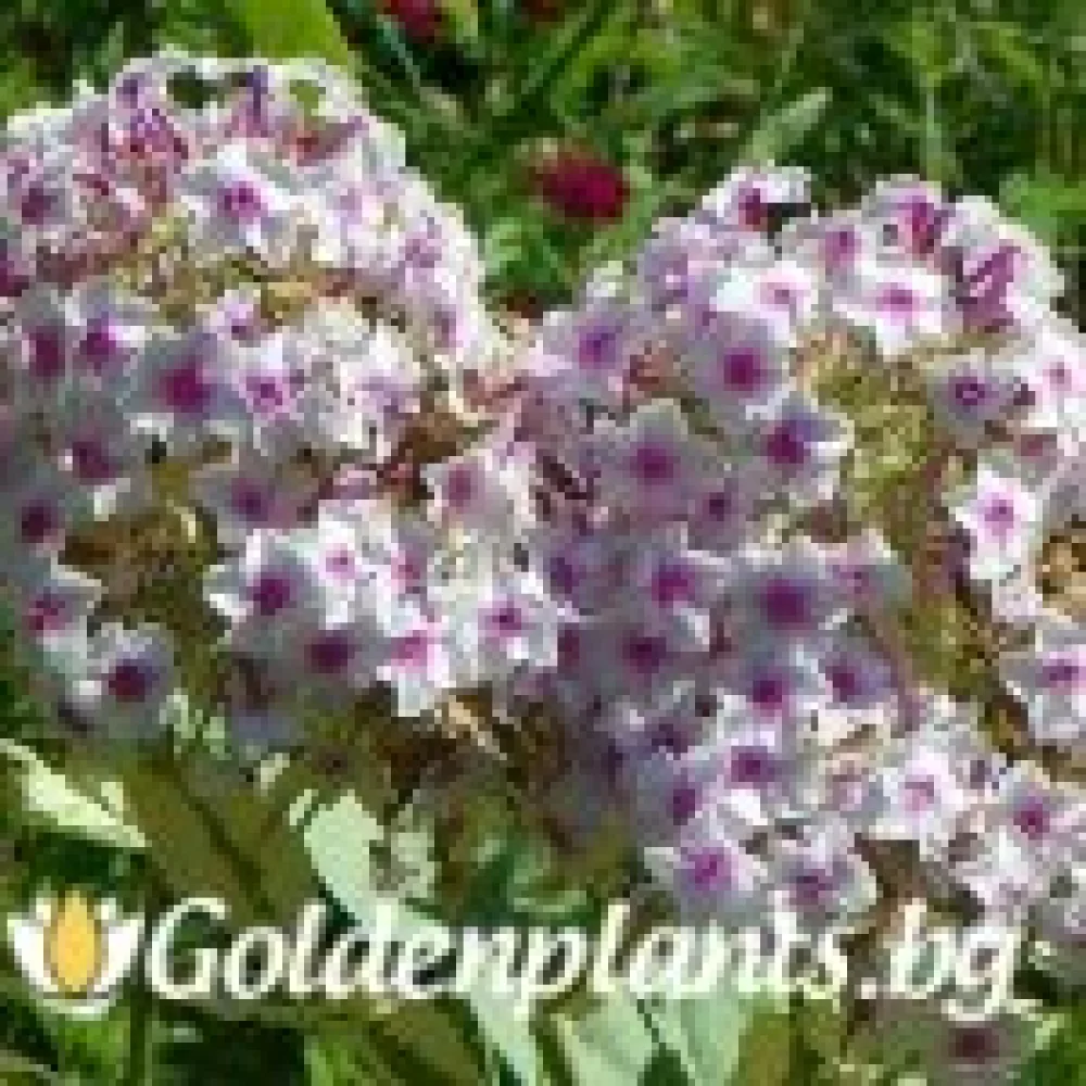 Алпийски флокс шарен · растение за двора