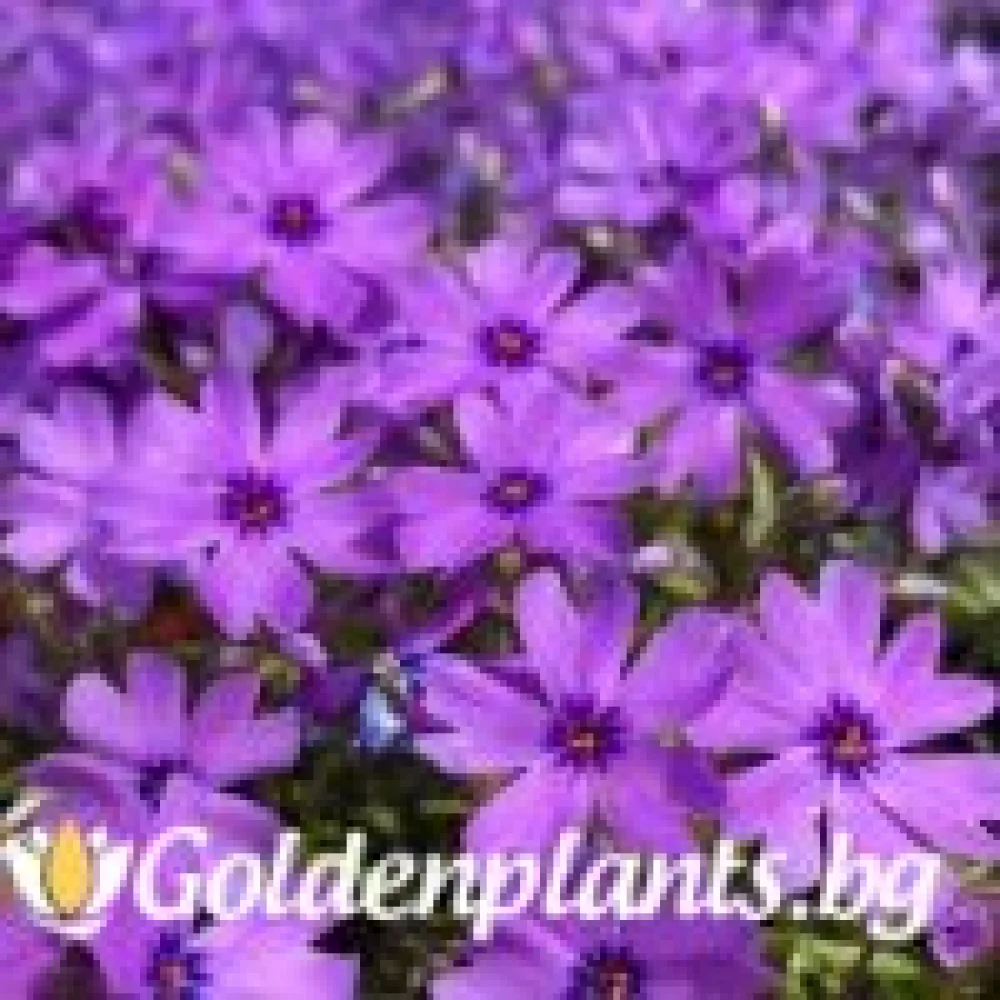 Алпийски Флокс Purple Beauty · растение за двора