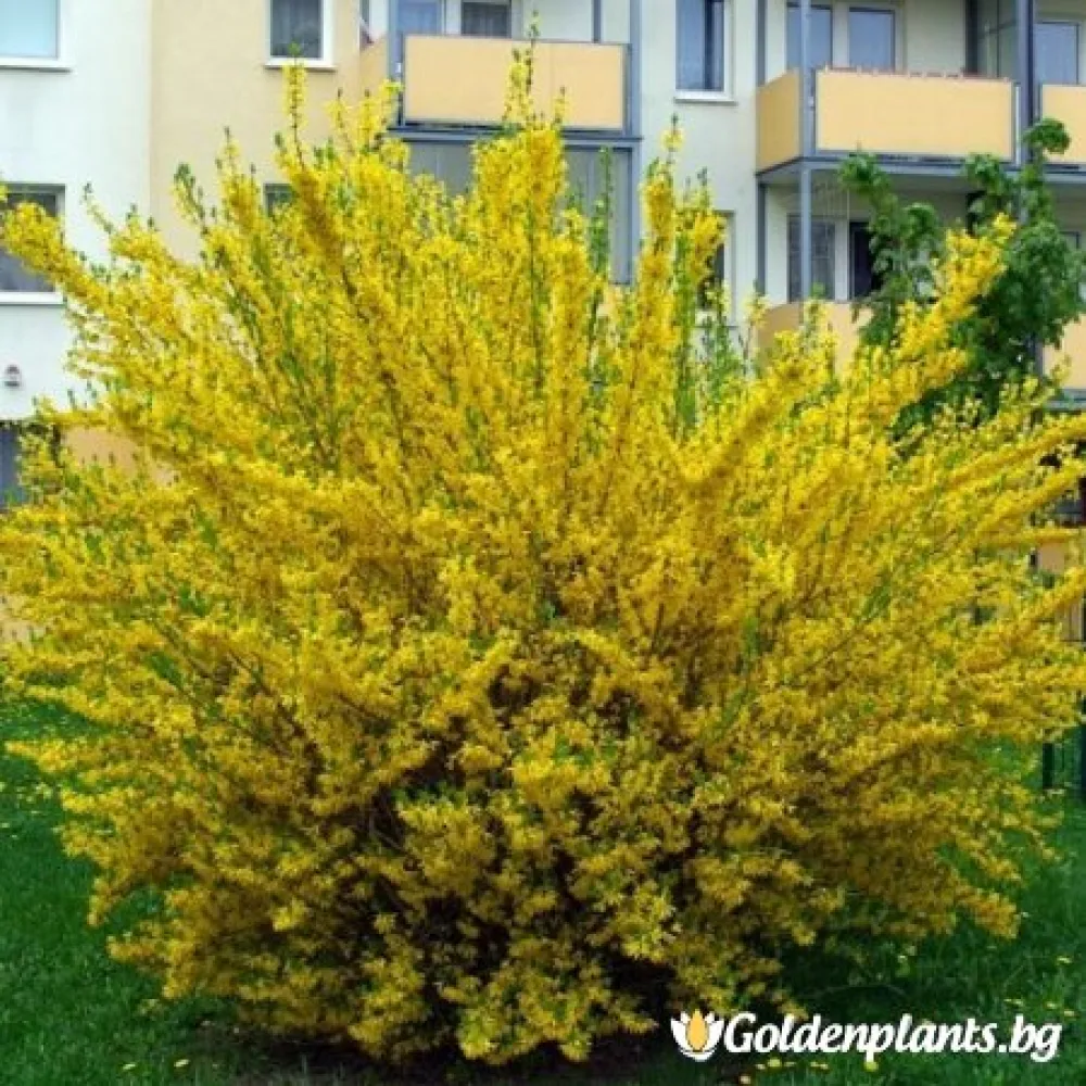Форзиция от сорта Златна магия