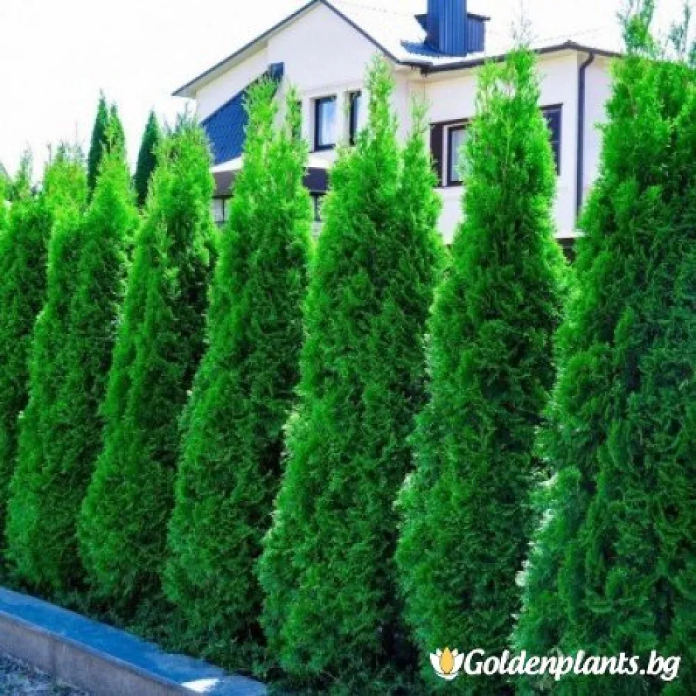 Туя смарагд 30-40см · за зелен двор