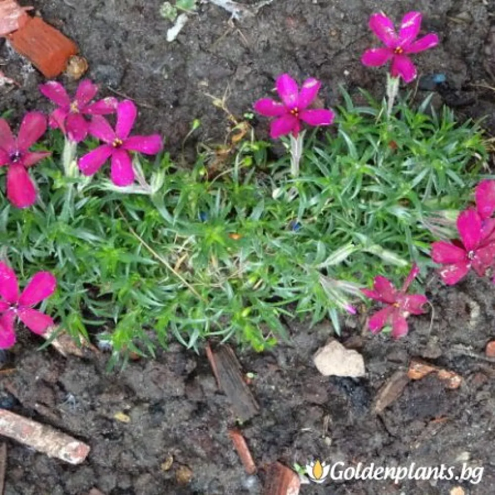 Алпийски Флокс Цикламено червен / Phlox (D) Ochsenblut · растение за двора