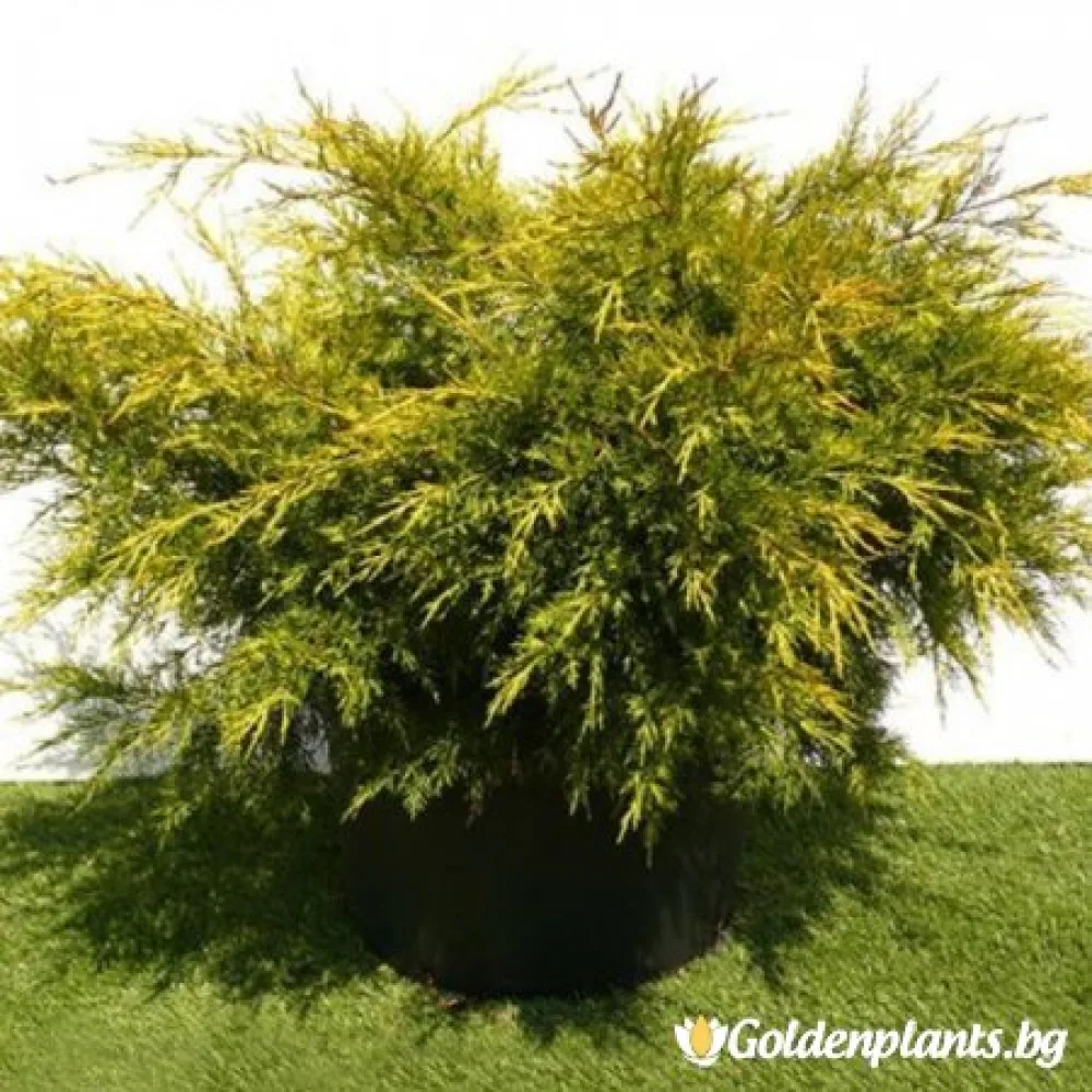Юниперус Kuriwao Gold · растение за двора
