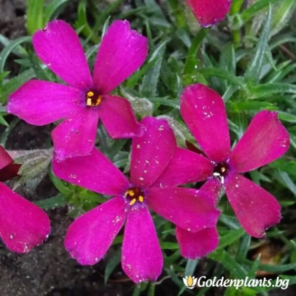Алпийски Флокс Цикламено червен / Phlox (D) Ochsenblut · растение за двора