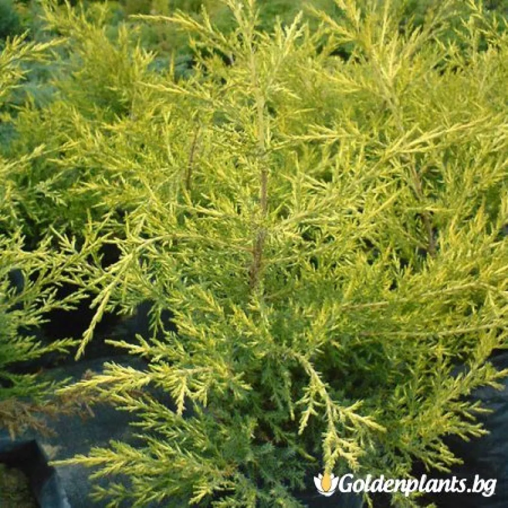 Юниперус Kuriwao Gold · растение за двора