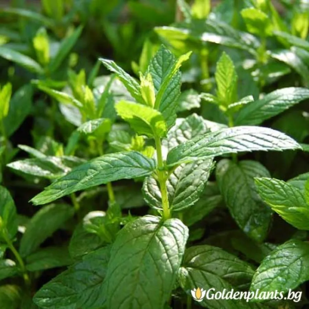 Мента Zitronen Mint · растение за двора