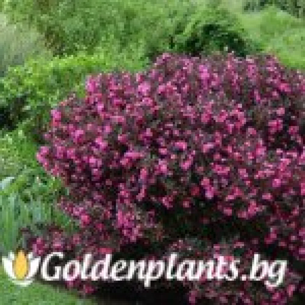 Вайгела florida Purpurea · за зелен двор