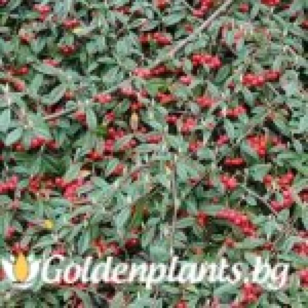 Котонеастър Salicifolia · за плътен жив плет