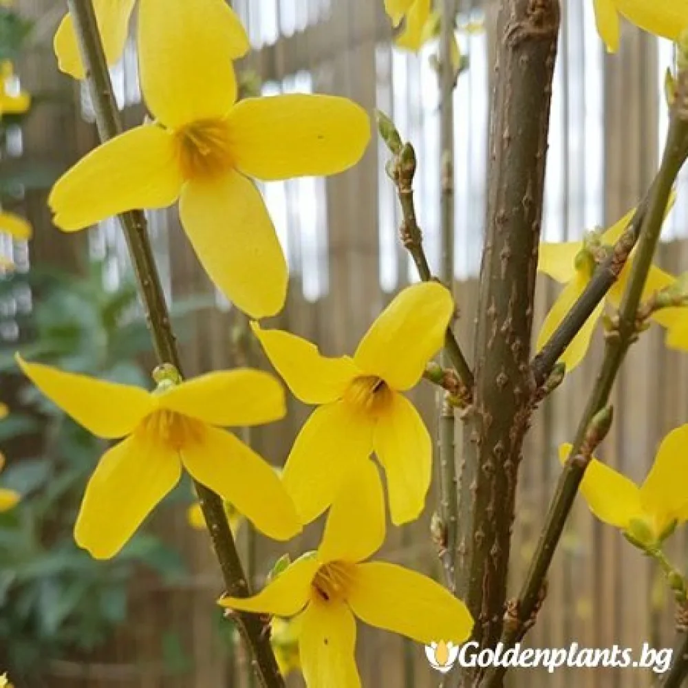 Уикенд · форзиция