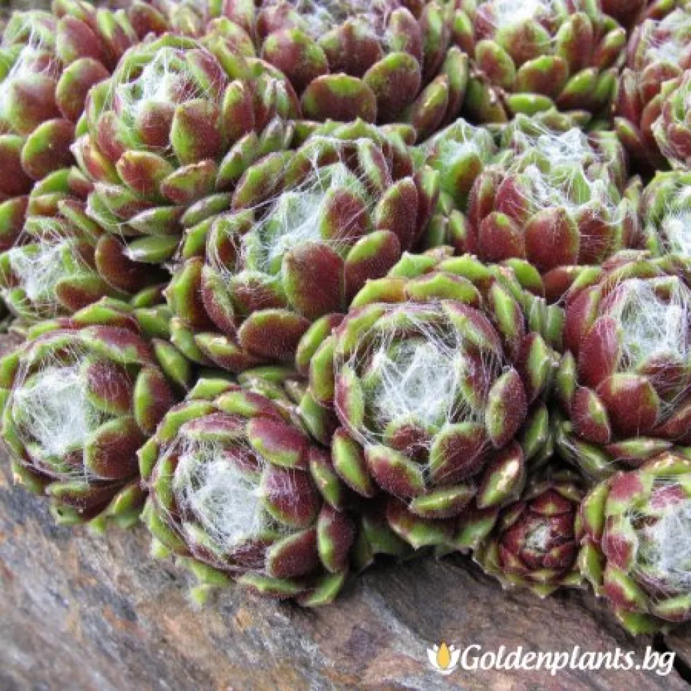 Орденщерн · дебелец