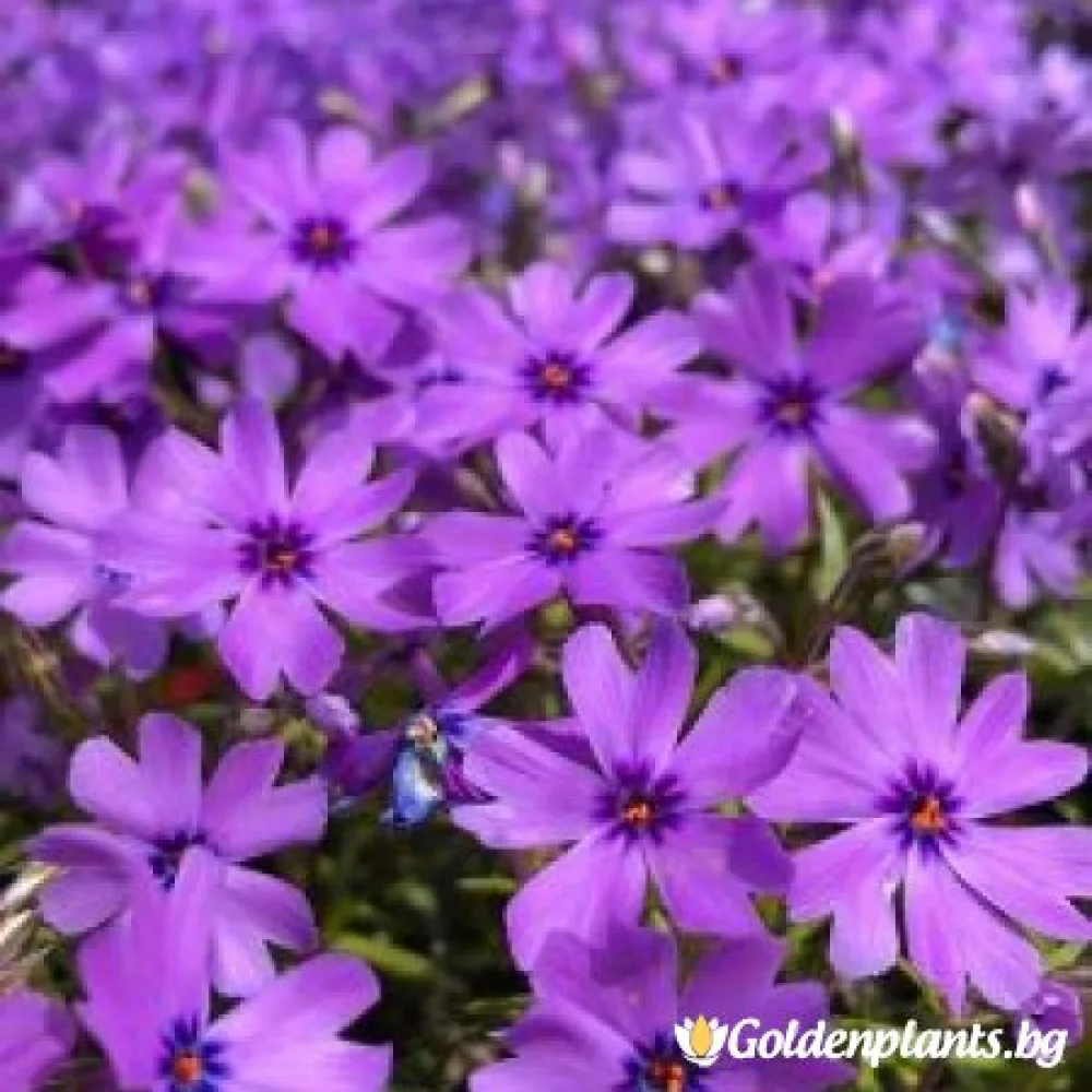 Алпийски Флокс Purple Beauty · растение за двора