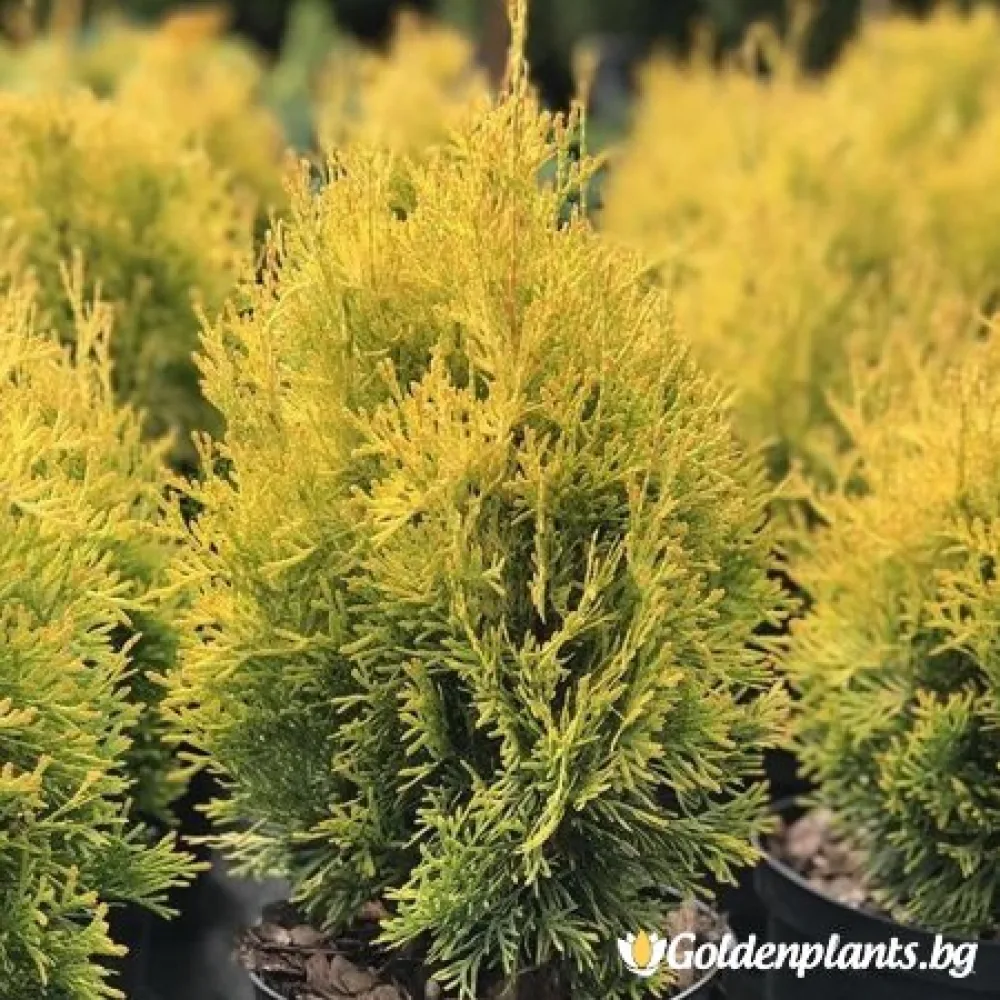 Западна туя Malonyana Aurea · за зелен двор