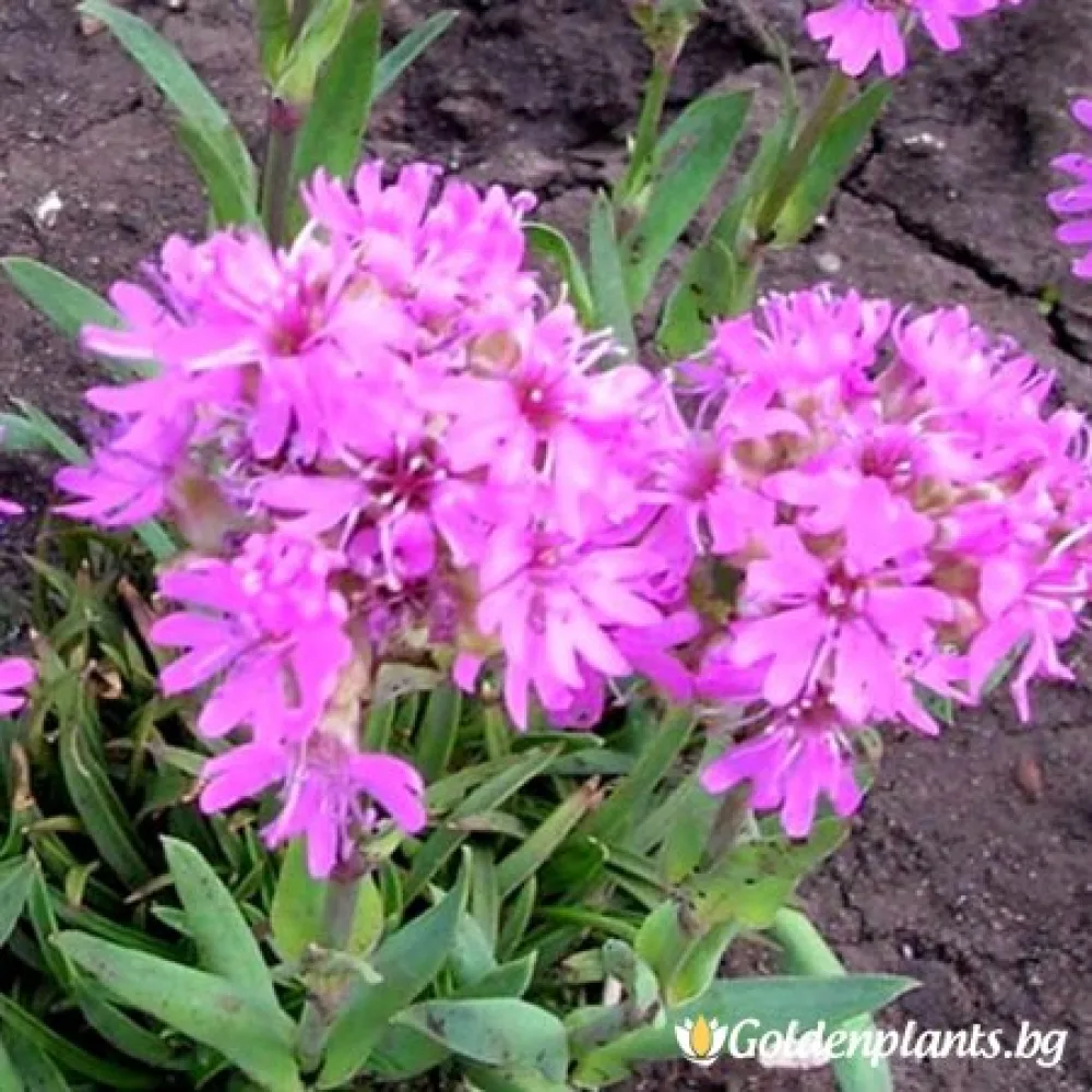 Алпийски · лихнис