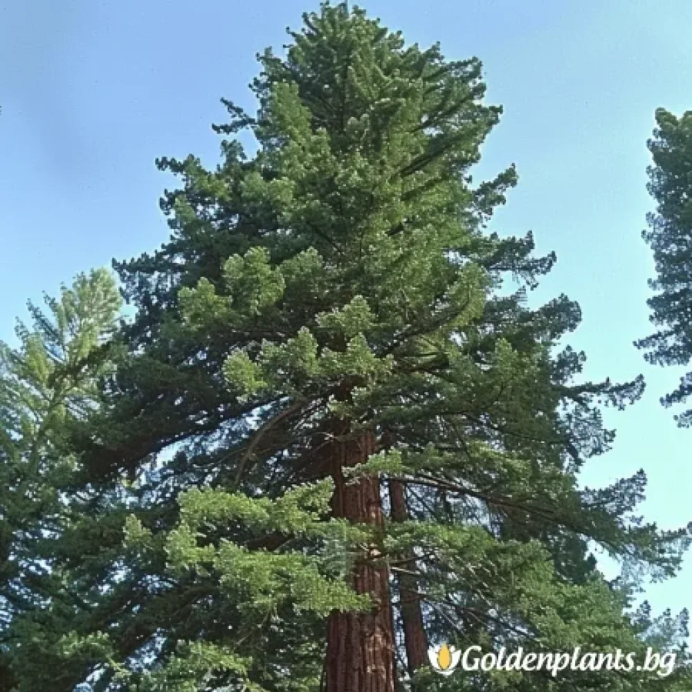 Калифорнийска Секвоя · за зелен двор