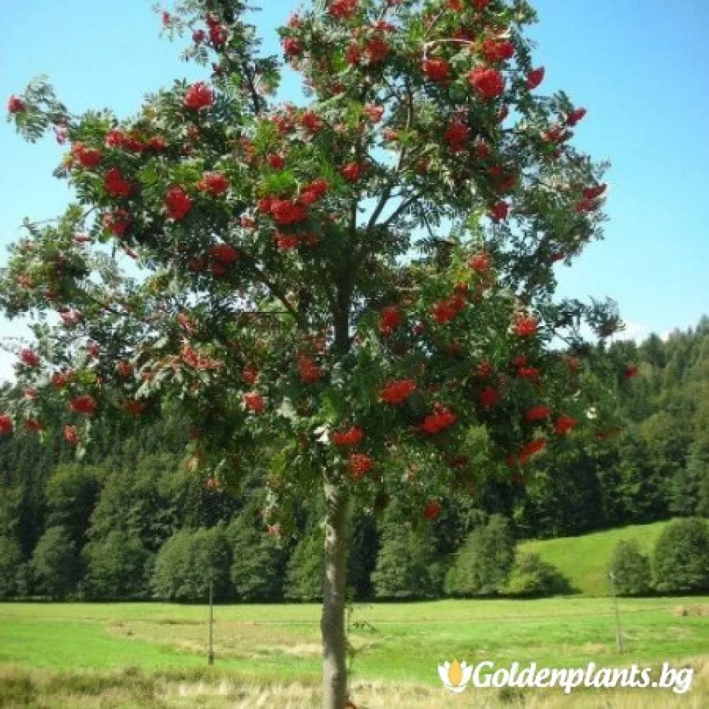 Офика / Самодивско дърво · за зелен двор