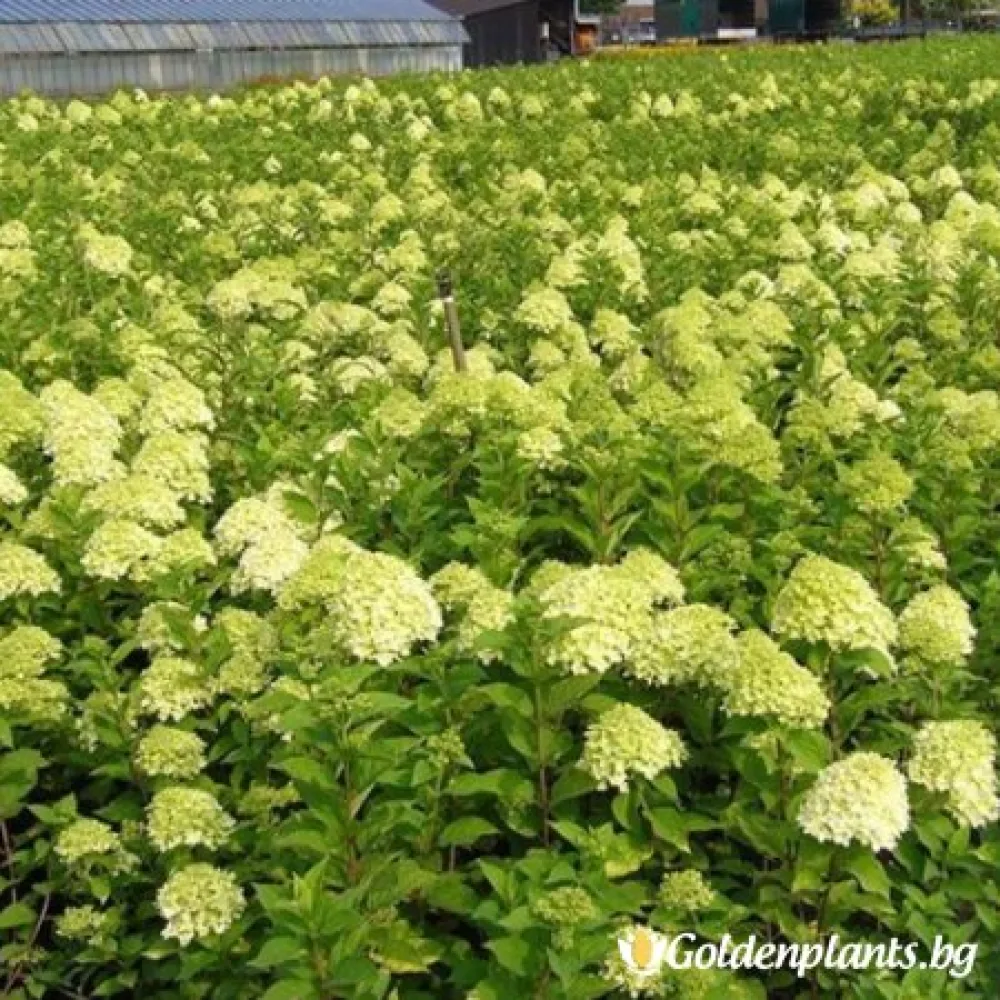 Хортензия ‘Лаймлайт’