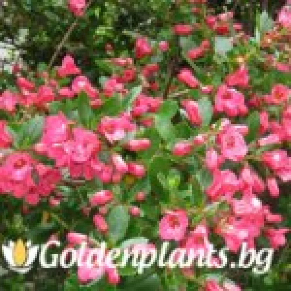 Розова · ескалония