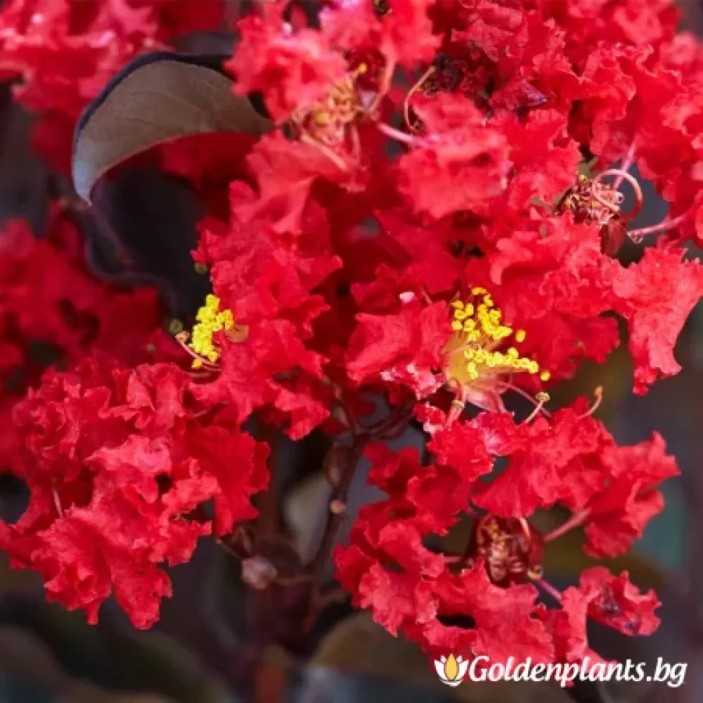 Алено Червен · индийски люляк