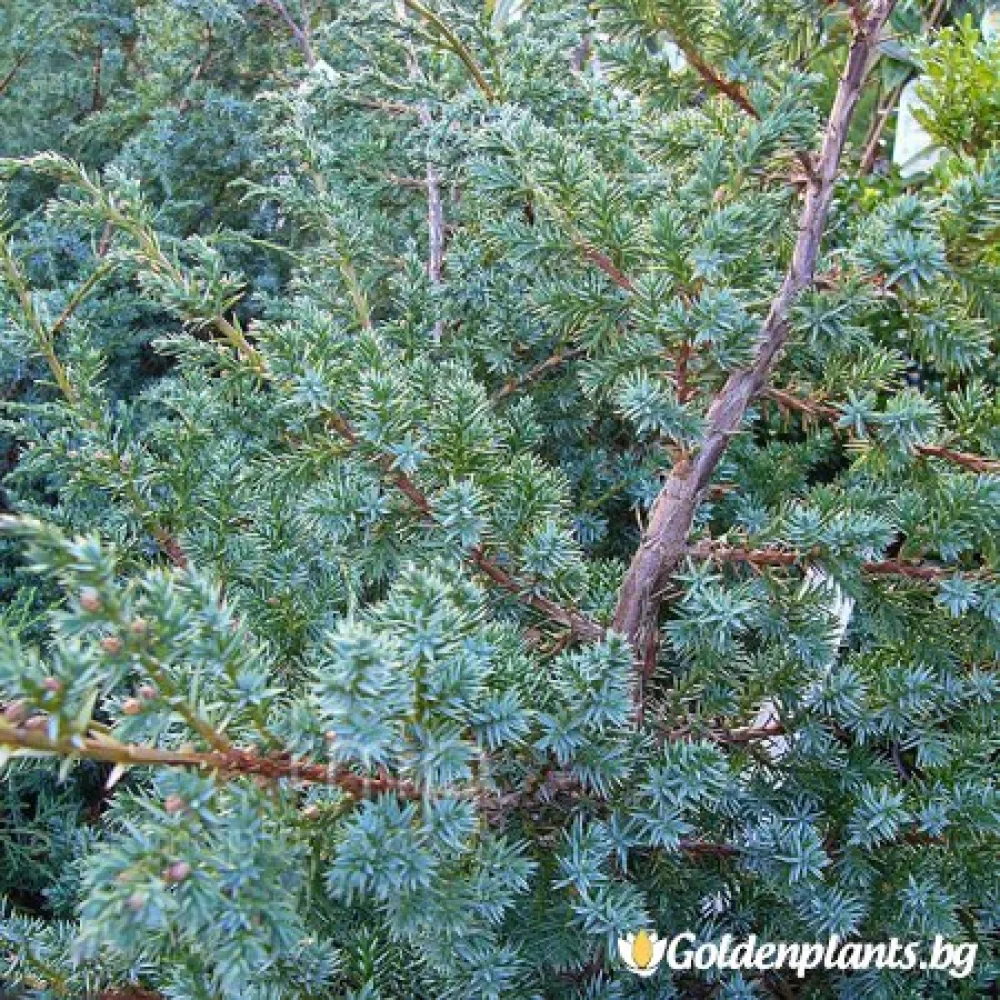 Юниперус Сини Алпи 30-60 см · за плътен жив плет