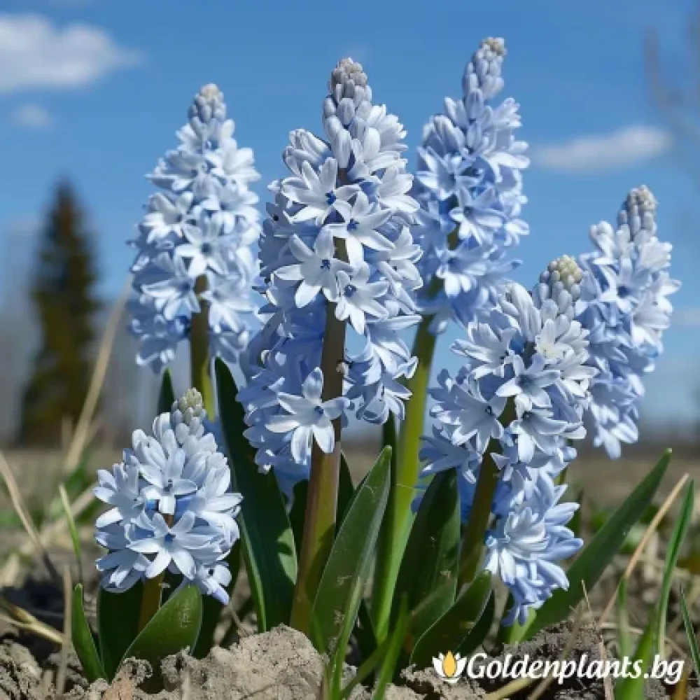 Ливанска Пушкиния · растение за двора