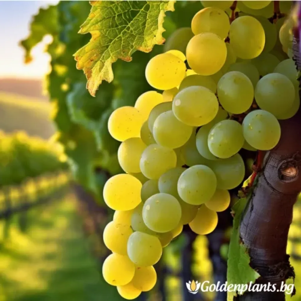 Лоза сорт Шардоне /Chardonnay/ - ранно зреещ · лоза за собствен грозд