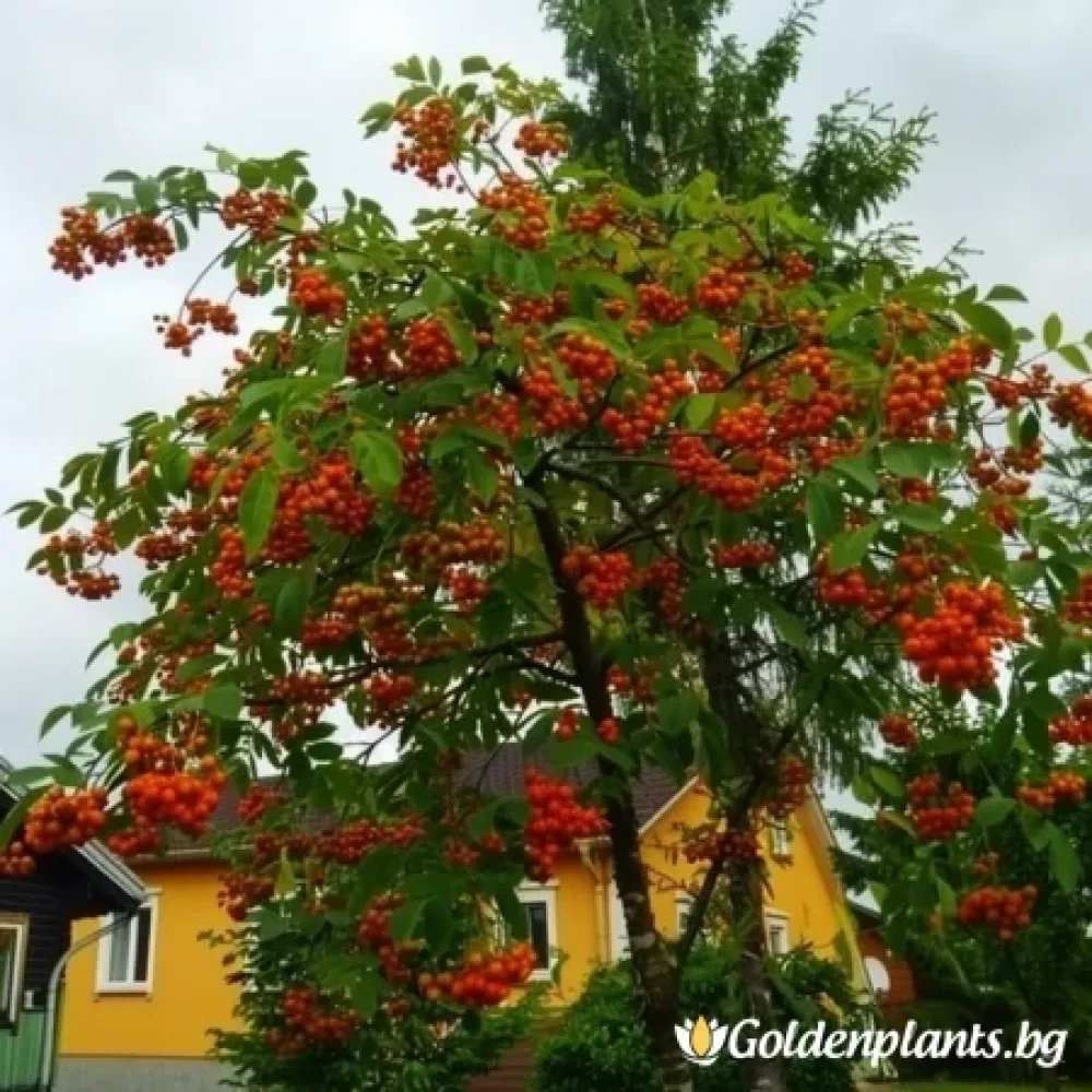 Плачеща Офика 140см · за зелен двор