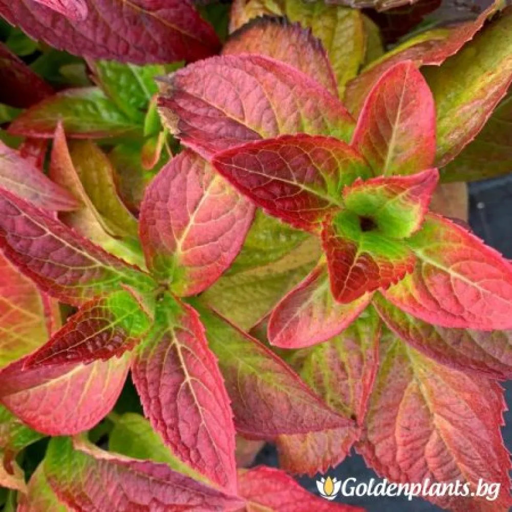 Хортензия от сорта Лятно сияние