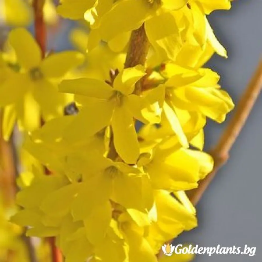 Форзиция от сорта Златна магия