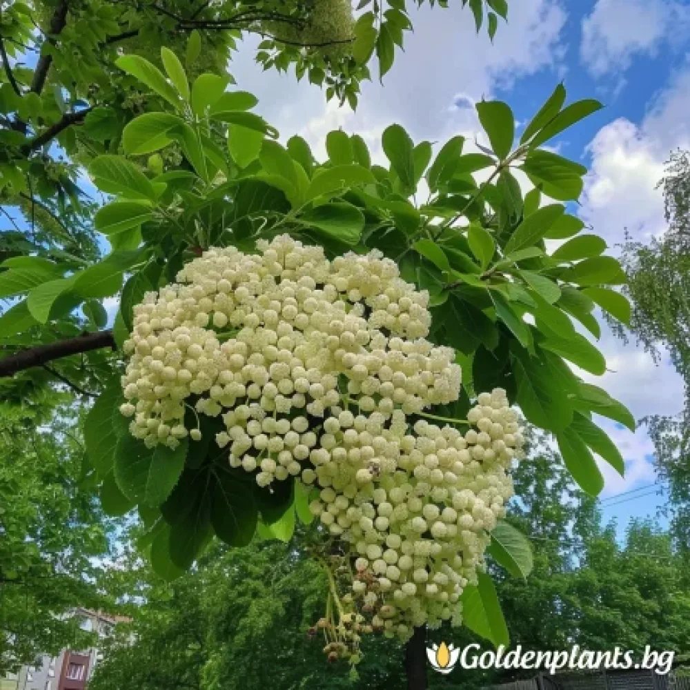 Офика Бяла 120см · за зелен двор