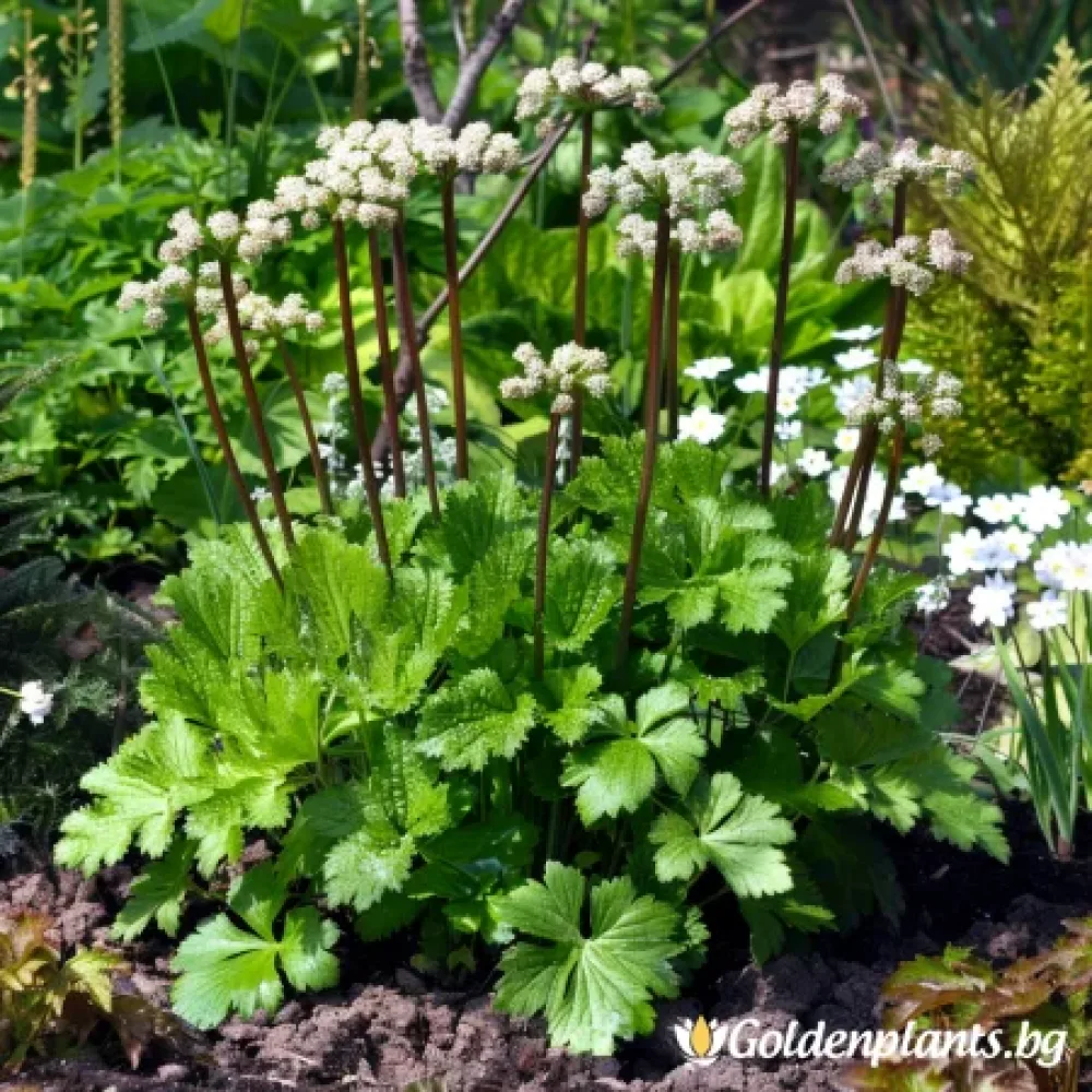 Мукдения · за зелен двор