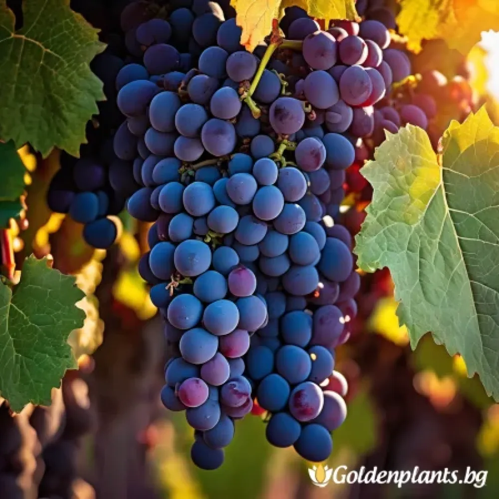 Лоза сорт Каберне Фран /cabernet franc/- Средно късно зреещ · лоза за собствен грозд