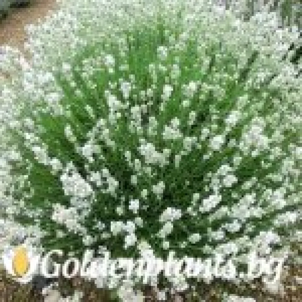 Лавандула от сорта Бяла