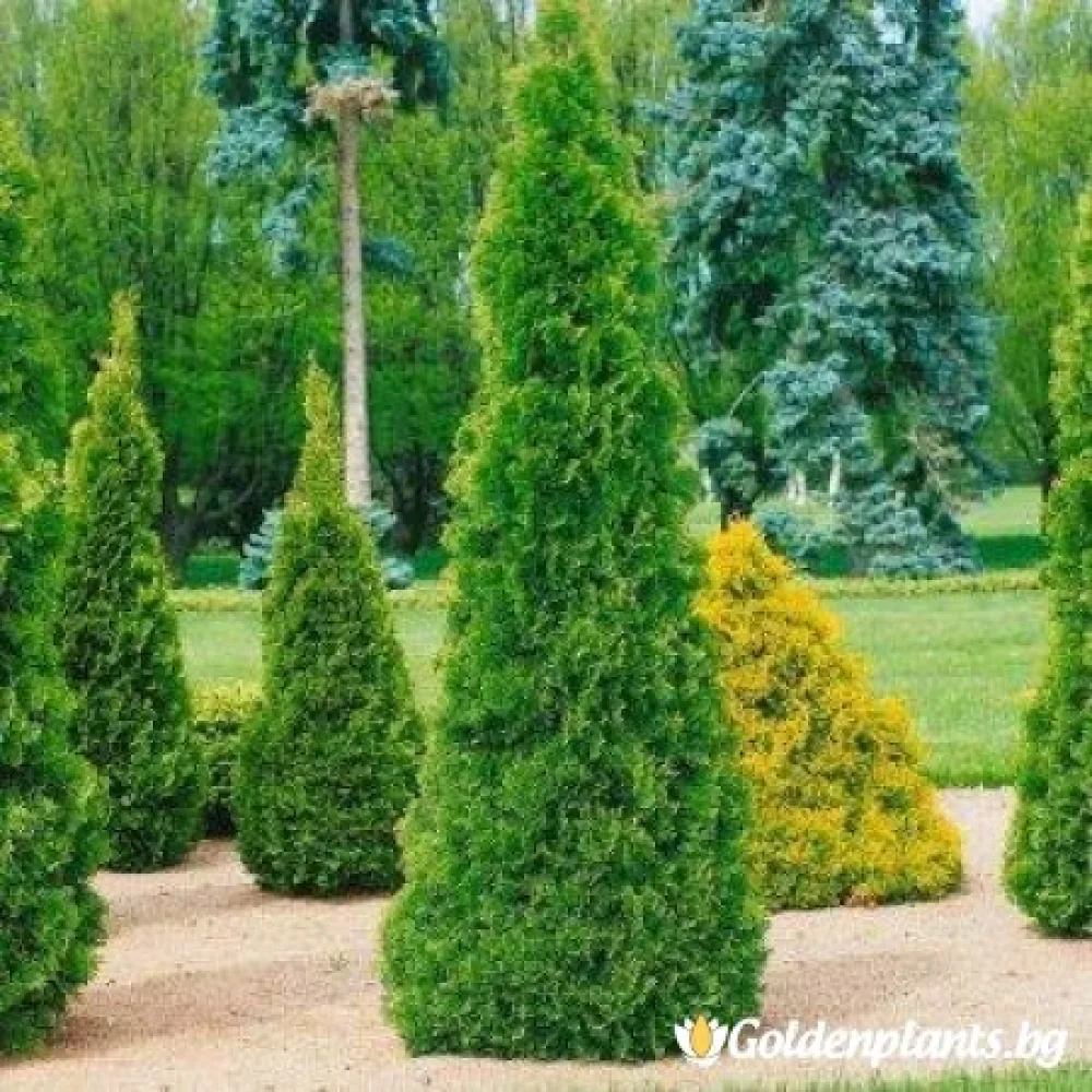Западна туя malonyana 30-40см · за зелен двор