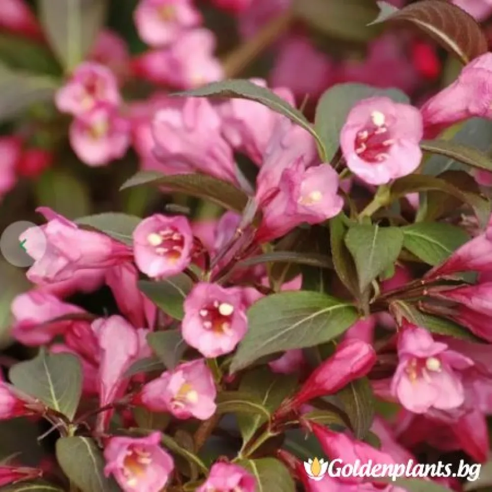 Вайгела florida Purpurea · за зелен двор