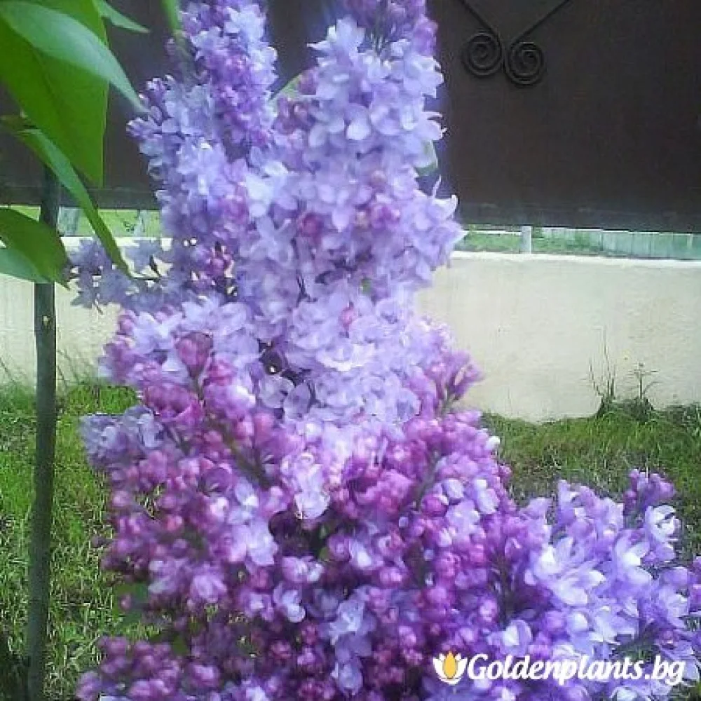 Люляк от сорта Колхозница