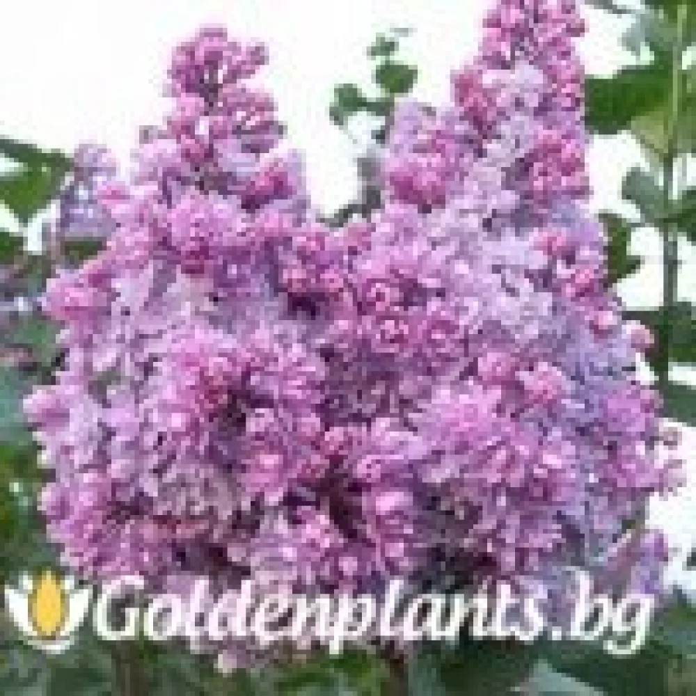 Люляк от сорта Колхозница