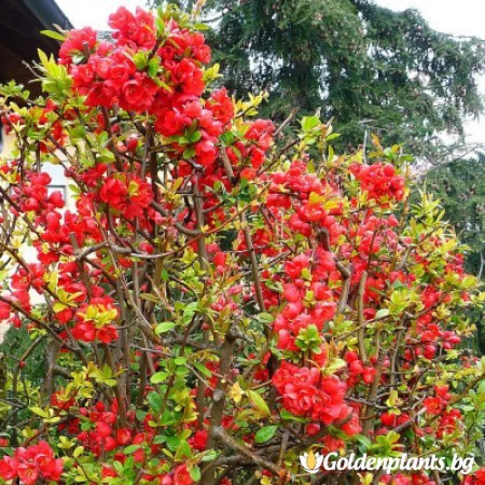 Японска дюля Crimson and Gold · за зелен двор