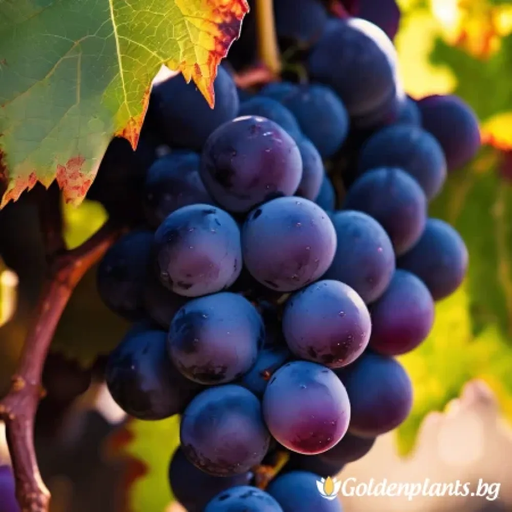 Лоза сорт Каберне Совиньон /Cabernet sauvignon/- ранно зреещ · лоза за собствен грозд