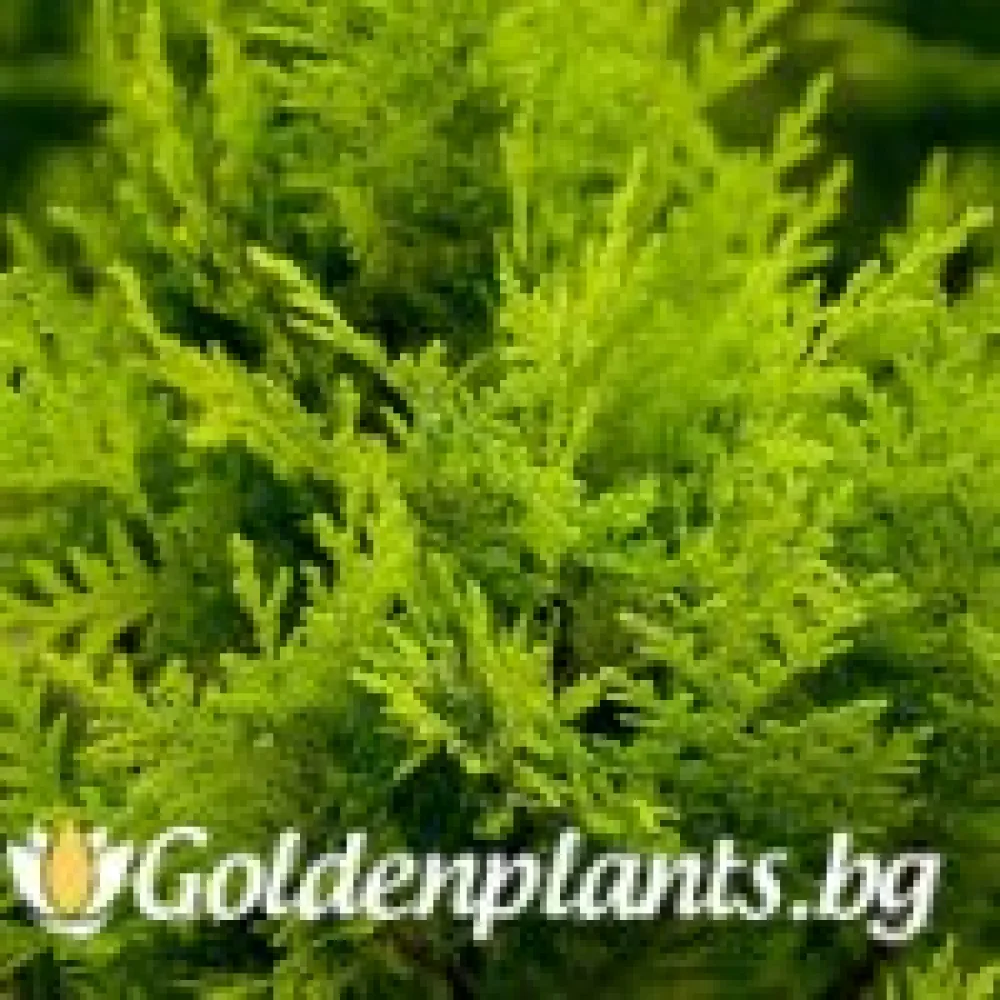 Лъжекипарис Ellwood and ’s Gold · за зелен двор