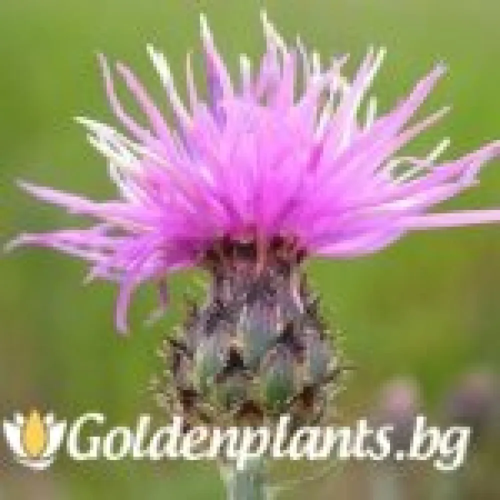 Метличина · за цветни лехи
