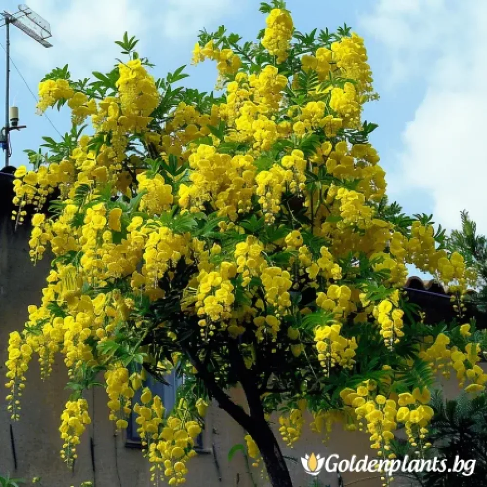 Люляк от сорта Акациев Жълт