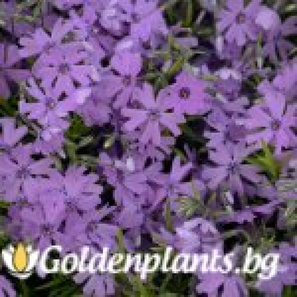 Алпийски Флокс Purple Beauty · растение за двора