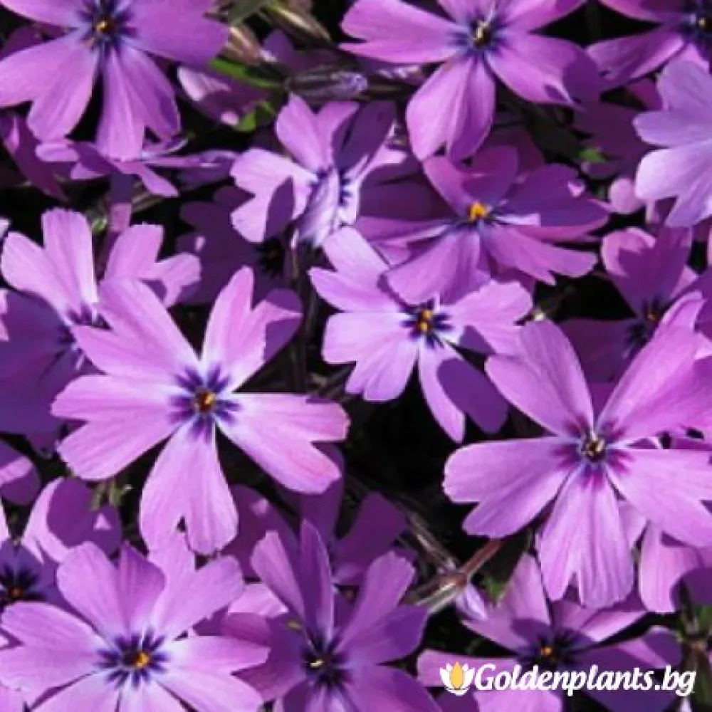 Алпийски Флокс Purple Beauty · растение за двора