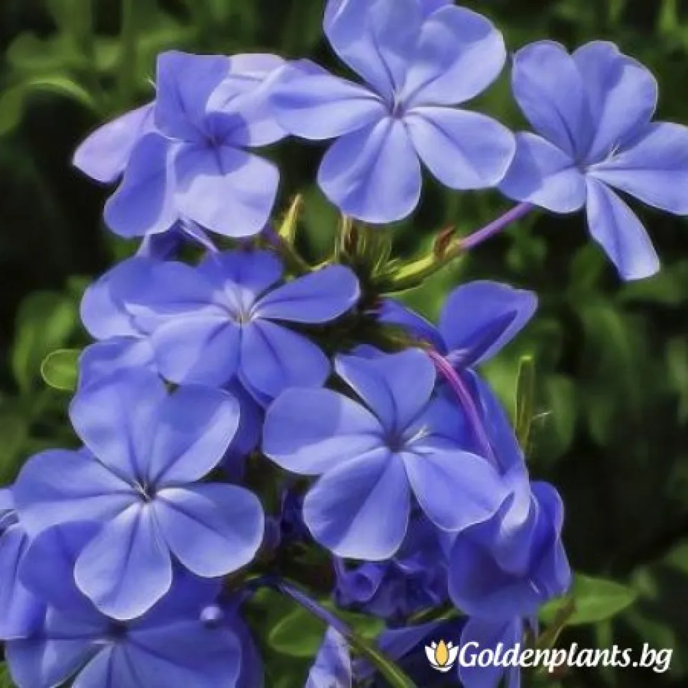 Флокс ‘Синьо Момче’