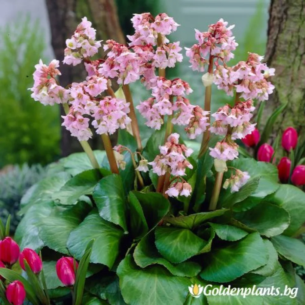 Бергения ‘Бебешка кукла’